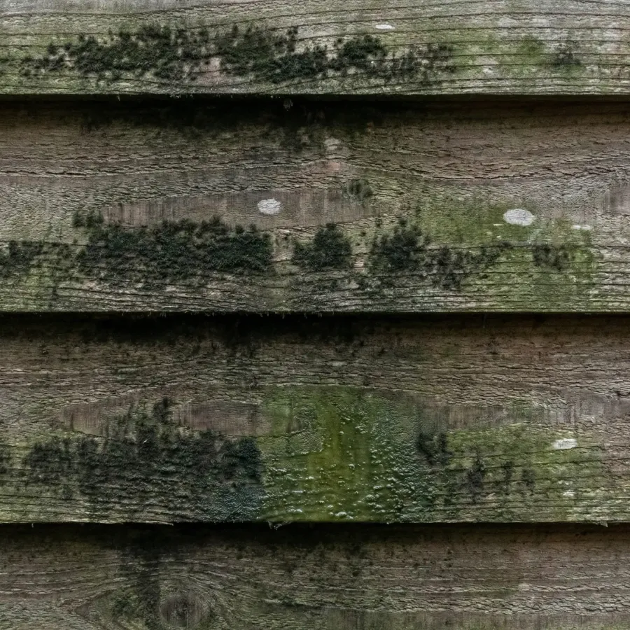 Mildew and algae growth on cedar siding in humid Virginia climate